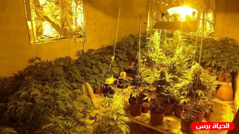 الشرطة والاستخبارات العسكرية يضبطان مشتلا للمخدرات قيد التجهيز في بيت لحم 